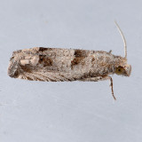 3133 Eucosma consobrinana