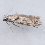 1868  Pseudotelphusa basifasciella