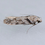 1874 Pseudotelphusa quercinigracella