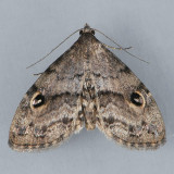 8412 Gold-lined Melanomma - Melanomma auricinctaria