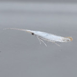 1256 Coleophora tiliaefoliella