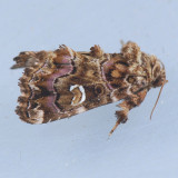 9631 Pink-Shaded Fern Moth  Callopistria mollissima