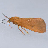 8125 – Virbia fragilis
