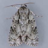 9225  Delightful Dagger  - Acronicta vinnula