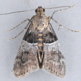 5596 White-aproned Pococera – Pococera scortealis