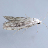  5633.1  Paralipsa fulminalis