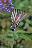 Zebra Swallowtail