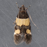 1527 – Triclonella determinatella