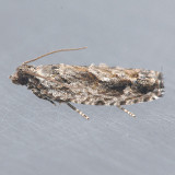 3263  Pecan Bud Moth - Gretchena bolliana