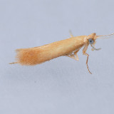 0126 Coptotriche citrinipennella