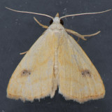 8404 Spotted Grass Moth - Rivula propinqualis