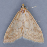 4947 Smartweed Borer - Ostrinia obumbratalis