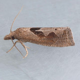 3116.2 Boomerang Moth - Eucosma similiana