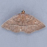 6714   Episemasia cervinaria