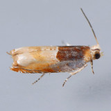 3375 Two-toned Ancylis Moth  Ancylis divisana