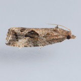 2743 Endothenia nubilana