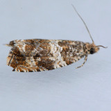 2813 Olethreutes baccatanum
