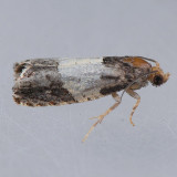 3184 Epiblema tripartitana