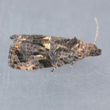 2732 Endothenia montanana