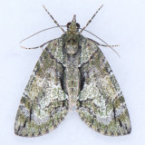 7239 Hydriomena pluviata