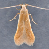 1291 Pecan Cigar Casebearer - Coleophora laticornella