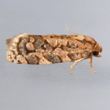 3647  Juniper Budworm Moth  Cudonigera houstonana
