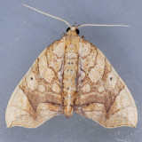 7197 Greater Grapevine Looper - Eulithis gracilineata