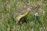 Meadowlark killing Deermouse