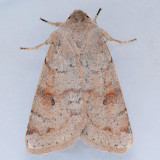 10491 Gray Quaker - Orthosia alurina