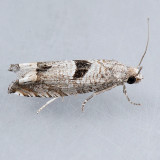 3212 Sunflower Bud Moth - Suleima helianthana