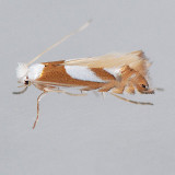 752 Phyllonorycter fitchella