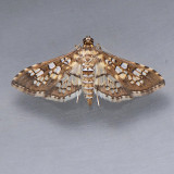 5150 Assembly Moth - Samea ecclesialis