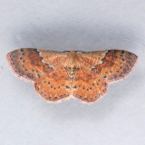 7179 Dark-ribboned Wave - Leptostales rubromarginaria ??