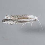 2980 Phaneta pallidicostana