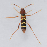 Red-headed Ash Borer - Neoclytus acuminatus