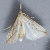 5319 Long-beaked Donacaula – Donacaula longirostrallus