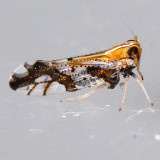 Liburniella ornata