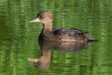 Hooded Merganser female