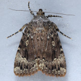 9638 Copper Underwing Moth - Amphipyra pyramidoides