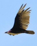 Turkey Vulture