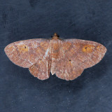 6711 Black-dotted Ruddy Moth   Thysanopyga intractata