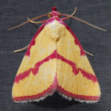 8480 Ernestine's Moth – Phytometra ernestinana