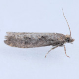 3291.99  Black Dash Epinotia - Epinotia sotipena