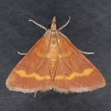 5053 Pyrausta pseuderosnealis