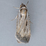 8466 Alfalfa Looper - Tathorhynchus exsiccata