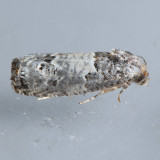 3192 Gray-blotched Epiblema Moth - Epiblema carolinana