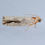 3266.1 Gretchena nymphana