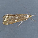 5004 Beet Webworm Moth - Loxostege sticticalis