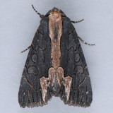 9560 American Bird's-Wing - Dypterygia rozmani
