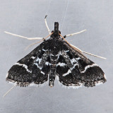 5172 Diasemiodes janassialis